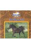 Morgans (Great American Horses),Used