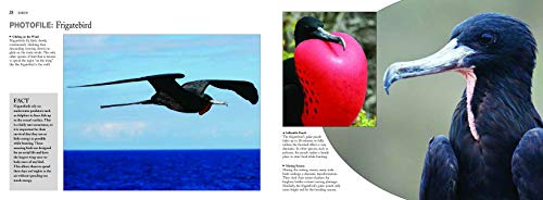Predators: The World's Deadliest Animals,Used