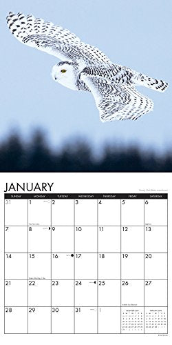 Owls 2018 Calendar,Used