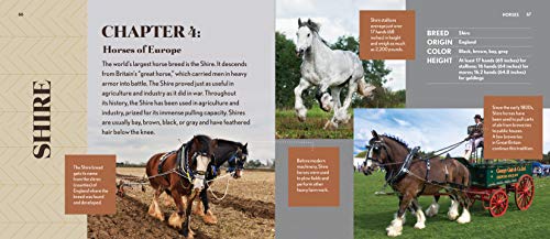 Horses: Bold and Beautiful,Used