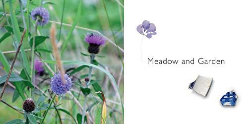 Angie Lewin: Plants and Places,Used
