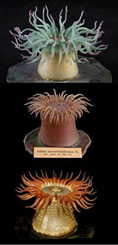 A Sea of Glass: Searching for the Blaschkas' Fragile Legacy in an Ocean at Risk (Volume 13) (Organisms and Environments),Used
