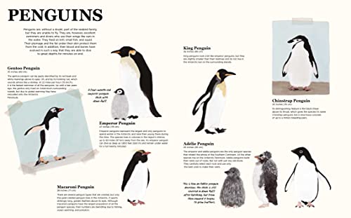 Antarctica: A Continent of Wonder,Used