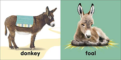 Baby Touch and Feel: Bible Animals,Used