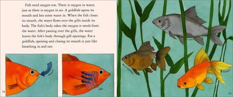 What'S It Like To Be A Fish? (Let'Sreadandfindout Science 1)-used