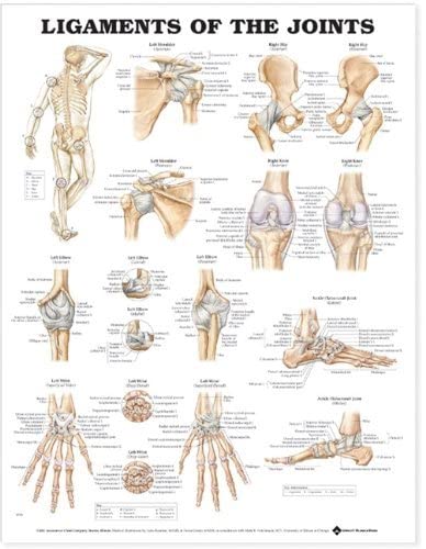 Ligaments of the Joints Anatomical Chart,New