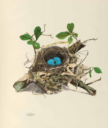 America's Other Audubon,Used