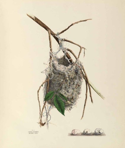 America's Other Audubon,Used