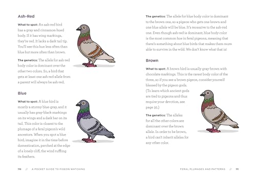 A Pocket Guide to Pigeon Watching: Getting to Know the World's Most Misunderstood Bird,Used