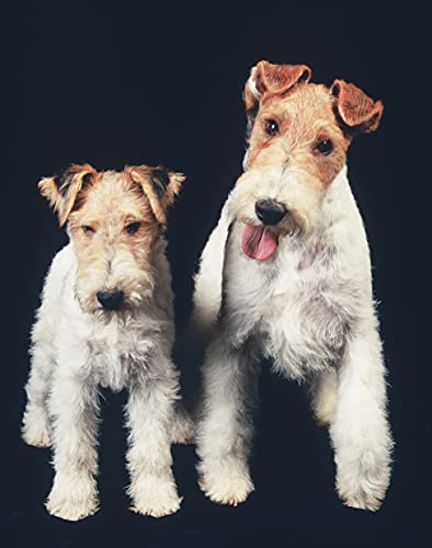 Fox Terrier (CompanionHouse Books) A Kennel Club Book (Comprehensive Owner's Guide),Used