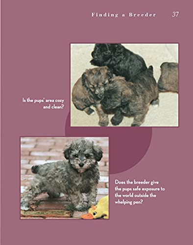 Schnoodle (CompanionHouse Books) (Designer Dog),Used