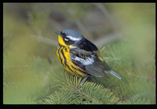 Wild Ohio: The Best of Our Natural Heritage,Used