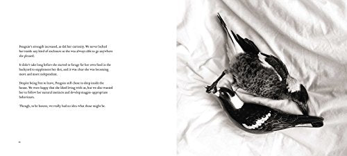 Penguin the Magpie: The Odd Little Bird Who Saved a Family,New
