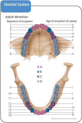 Anatomy & Physiology Flash Cards,Used