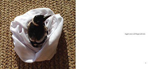 Penguin the Magpie: The Odd Little Bird Who Saved a Family,New