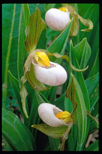 Wild Ohio: The Best of Our Natural Heritage,Used