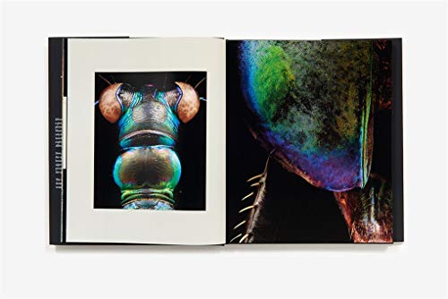 Microsculpture: Portraits of Insects,New