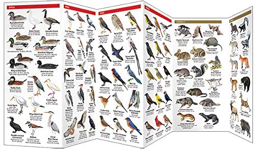 Arkansas Wildlife: A Folding Pocket Guide to Familiar Animals (Wildlife and Nature Identification),Used