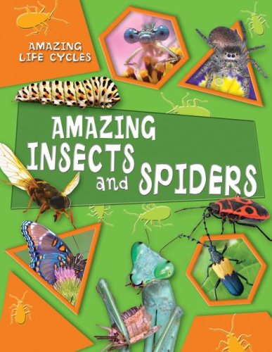 Amazing Insects and Spiders (Amazing Life Cycles),Used