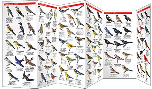Great Smoky Mountains Birds: An Introduction to Familiar Species (Wildlife and Nature Identification),Used