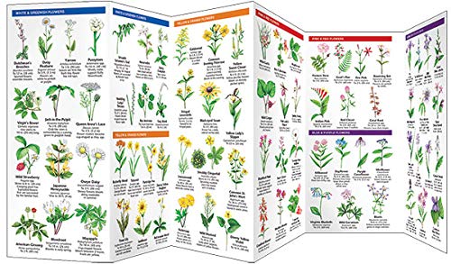 Tennessee Trees & Wildflowers: A Folding Pocket Guide to Familiar Plants (Wildlife and Nature Identification),Used