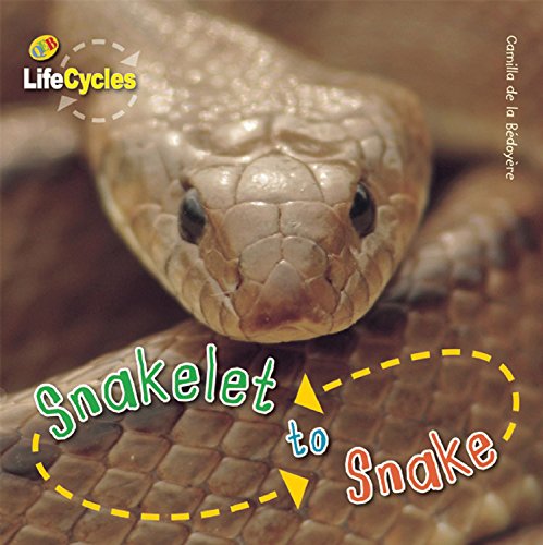 Snakelet To Snake (Lifecycles)