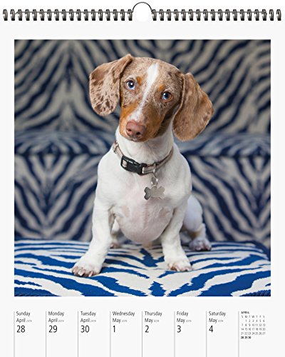 Dog PageAWeek Gallery Wall Calendar 2019,New