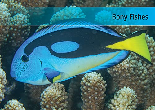 Reef Fishes of Seychelles,Used