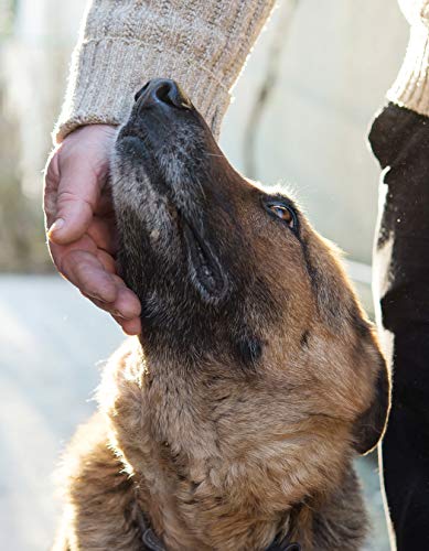 The Midnight Dog Walkers: Positive Training and Practical Advice for Living with Reactive and Aggressive Dogs (CompanionHouse Bo,Used