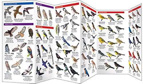 Kansas Birds: A Folding Pocket Guide to Familiar Species (Wildlife and Nature Identification),Used
