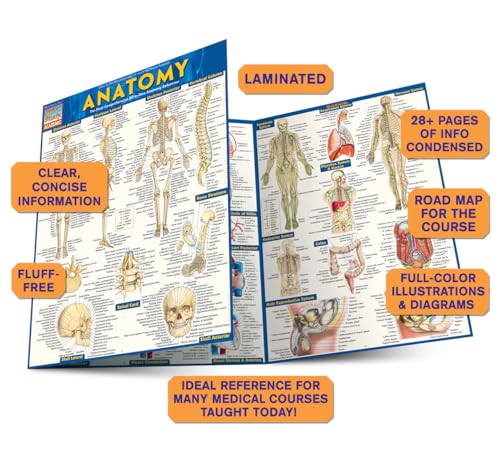 Anatomy QuickStudy Laminated Reference Guide (QuickStudy Academic),New