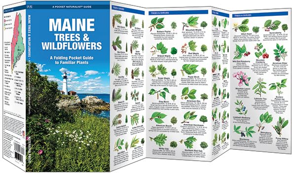 Maine Trees & Wildflowers: A Folding Pocket Guide to Familiar Plants (Wildlife and Nature Identification),Used