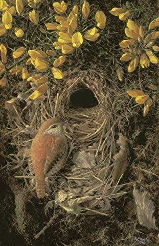 The Wren: A Short Biography,Used
