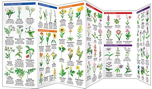 Indiana Trees & Wildflowers: A Folding Pocket Guide to Familiar Plants (Wildlife and Nature Identification),Used