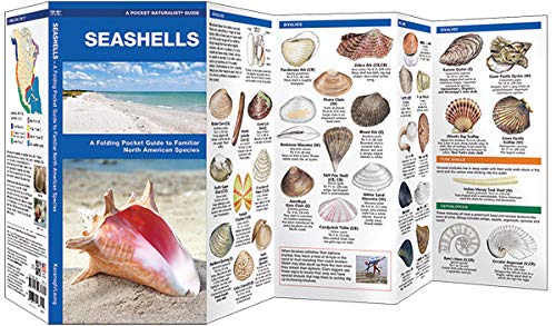 Seashells: A Folding Pocket Guide to Familiar North American Species (A Pocket Naturalist Guide),Used
