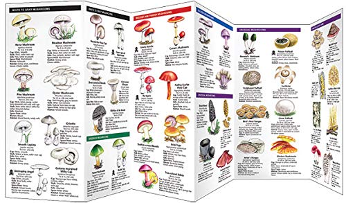 Mushrooms: A Folding Pocket Guide to Familiar North American Species (Nature Observation North America),Used