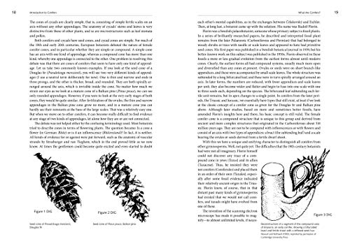 A Natural History Of Conifers,New