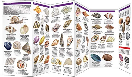 Seashells: A Folding Pocket Guide to Familiar North American Species (A Pocket Naturalist Guide),Used