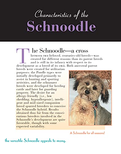 Schnoodle (CompanionHouse Books) (Designer Dog),Used