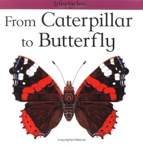 From Caterpillar To Butterfly (Lifecycles),Used