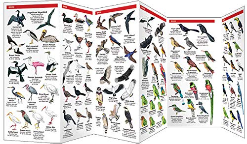 Costa Rica Wildlife: A Folding Pocket Guide to Familiar Species (A Pocket Naturalist Guide),Used