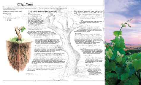 Wines and Brandies of the Cape of Good Hope: The Definitive Guide to the South African Wine Industry,Used