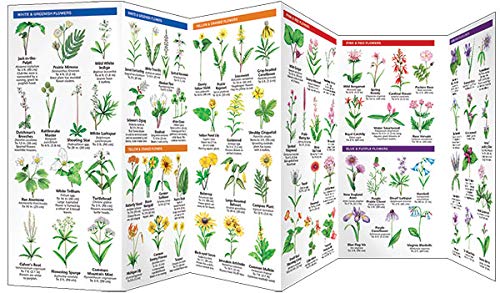 Illinois Trees & Wildflowers: A Folding Pocket Guide to Familiar Plants (Wildlife and Nature Identification),Used