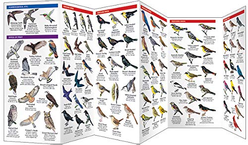Minnesota Birds: A Folding Pocket Guide to Familiar Species (Wildlife and Nature Identification),Used