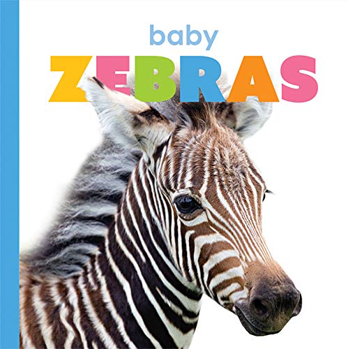 Baby Zebras (Starting Out)