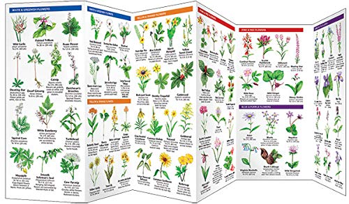 Ohio Trees & Wildflowers: A Folding Pocket Guide to Familiar Plants (Wildlife and Nature Identification),Used