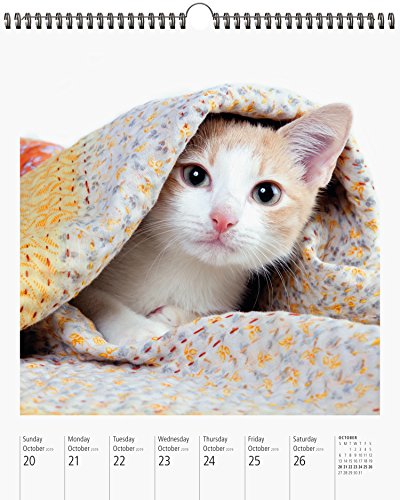 Cat PageAWeek Gallery Wall Calendar 2019,New