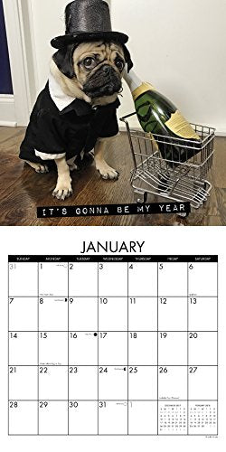 Doug the Pug 2018 Mini Wall Calendar,Used