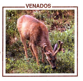 Venados: Animales Norteamericanos (Biblioteca Descubrimiento de Animales Norteamericanos) (Spanish Edition),Used