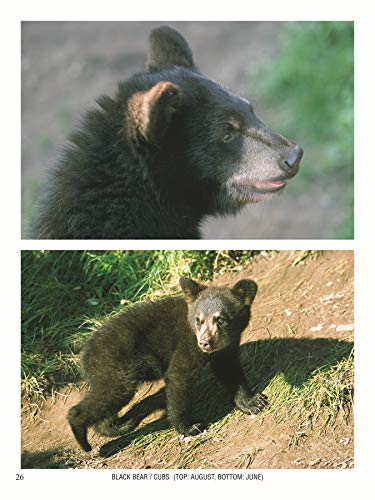Drawing Mammals: An Artist's Reference Guide to North American Animals (Fox Chapel Publishing) Sourdough Studio Book,Used